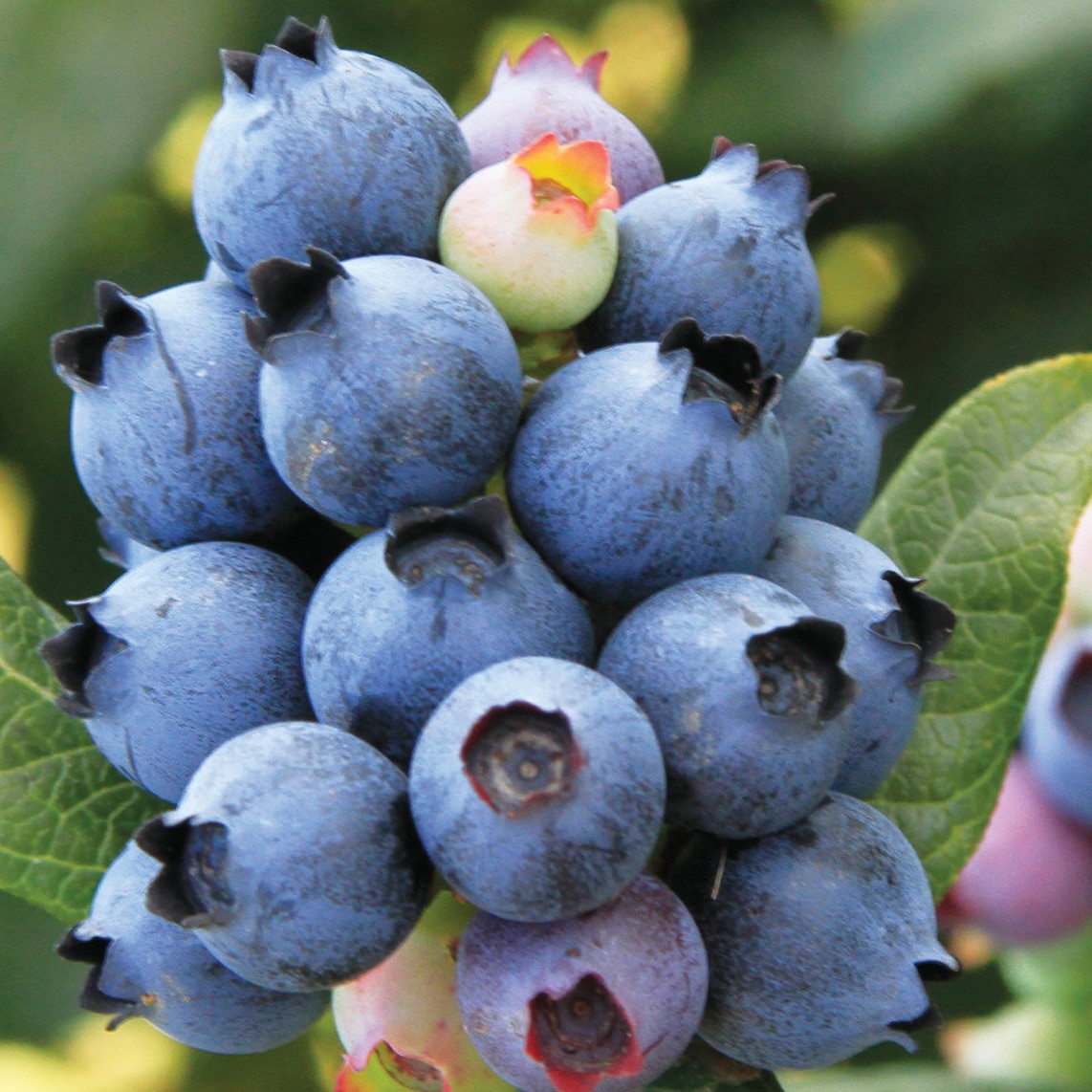 Голубика высокорослая Хардиблю